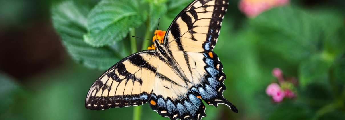 loskomen van een narcist, een hele transformatie